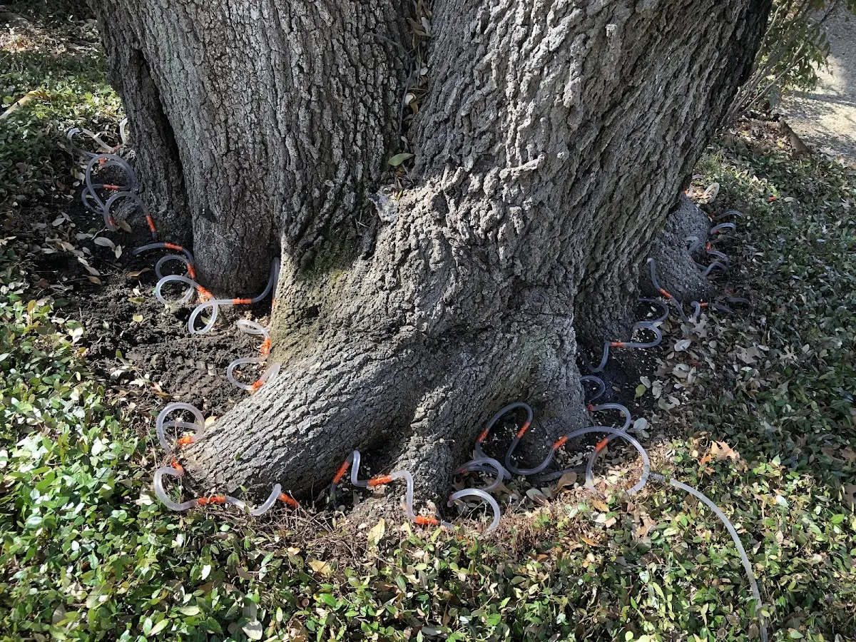 Detailed Tree Cabling and Bracing job site in O Neals