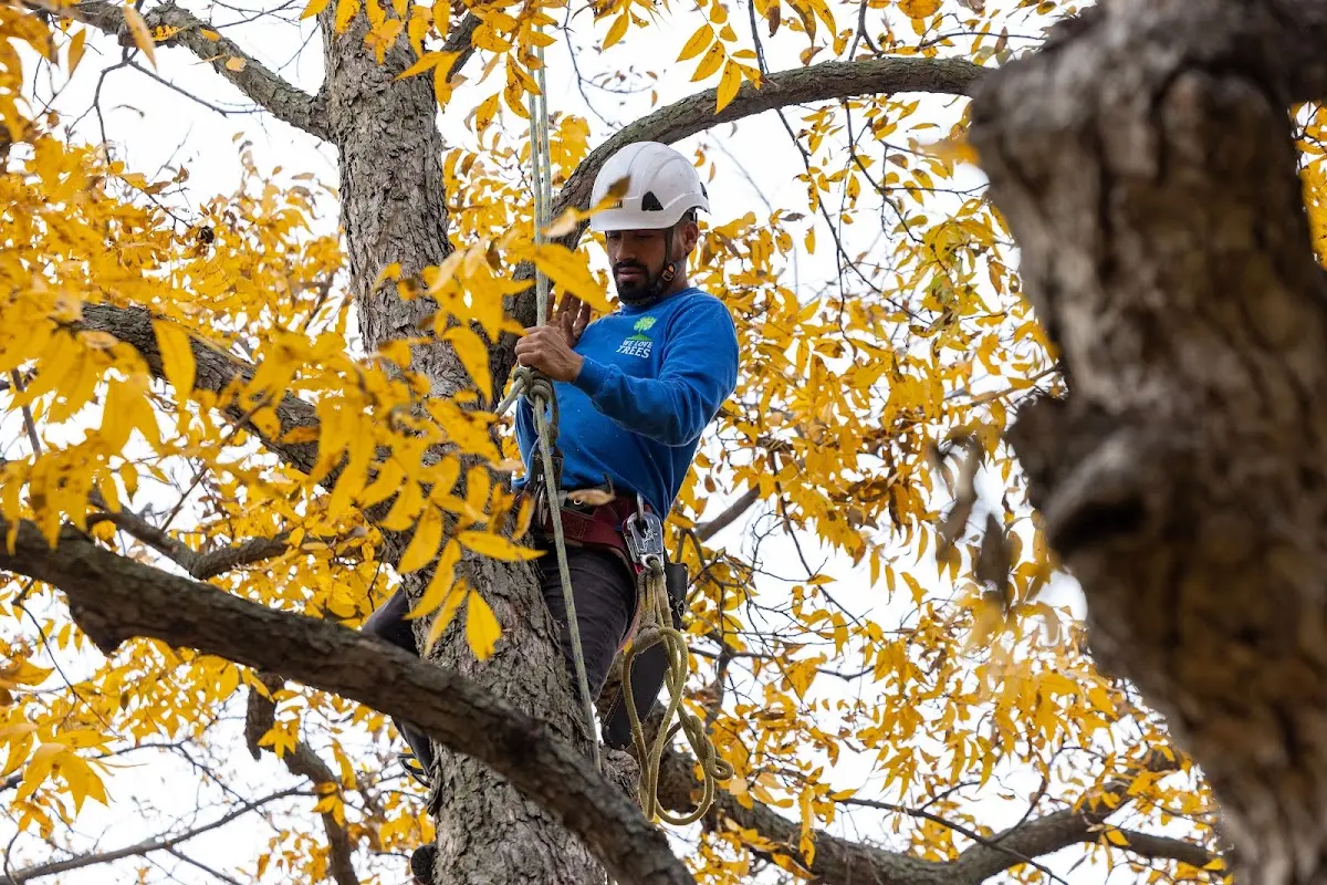 Skilled Tree Trimming crew working in O Neals