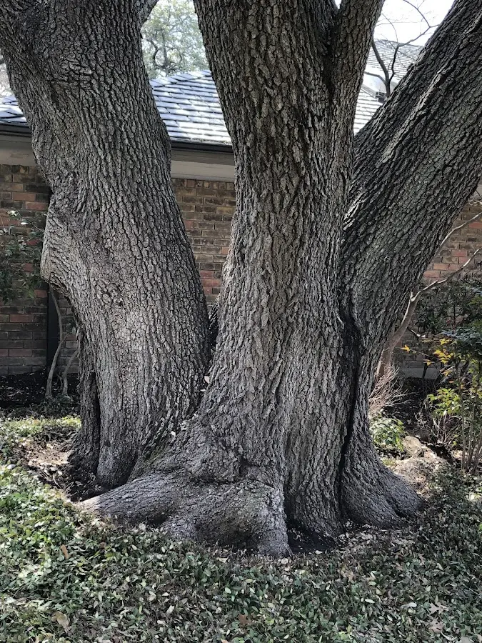 Mature heritage tree close to a O Neals property cared for by certified arborists